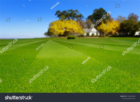 Perfectly Striped Freshly Mowed Garden Lawn Stock Photo 1939465996