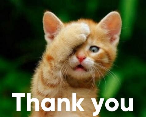 51 Nice Thank You Memes With Cats Thank You Cat Meme