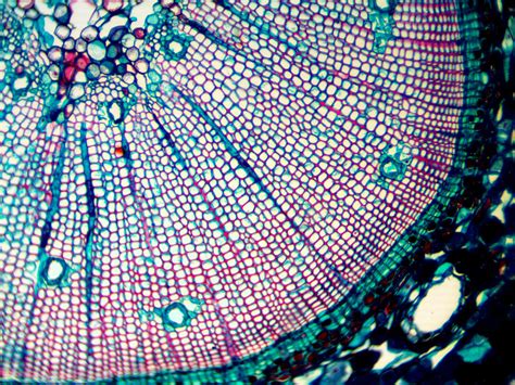 Cross Section Of Pine Stem Under A Microscope At 10x Under The