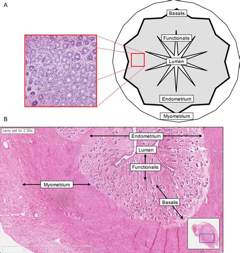 Basic Uterine Anatomy Histology A The Innermost Layer Facing The Download Scientific Diagram