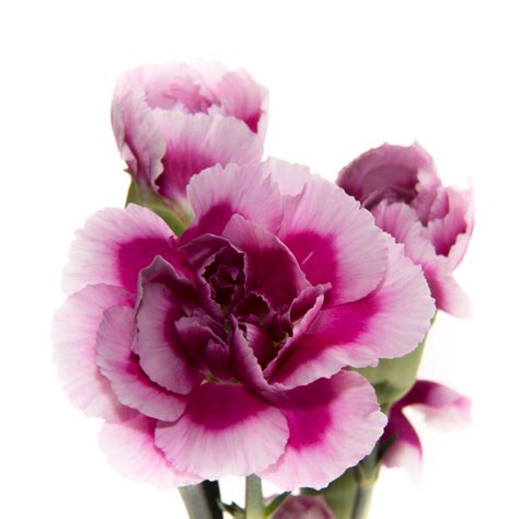 Mini Carnations Farm Fresh Flower