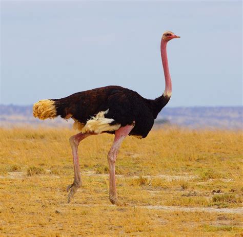Common Ostrich The Male Turns Bright Pink When In Pursuit Of A Female