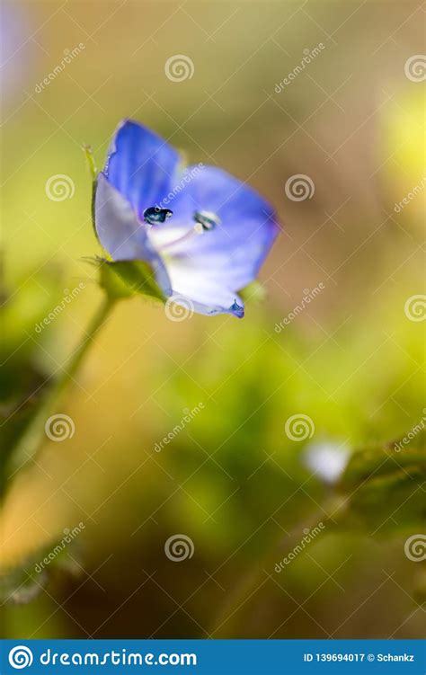 Beautiful Little Blue Flower On Nature Stock Image Image Of Colorful