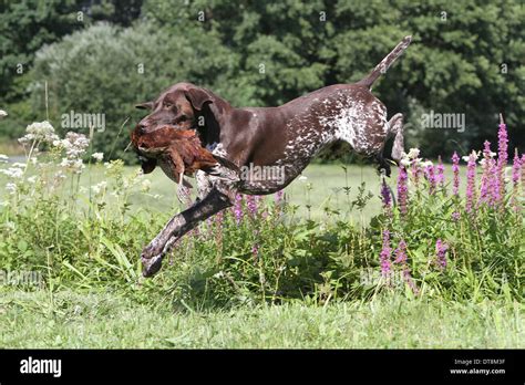 German Shorthaired Pointer Male 4 Years Old Jumping Over Wildflowers