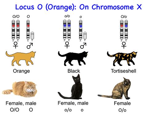 The black based colors, the red based colors and. Cat Genetics 2.0: Colours | Laboratoire de génétique ...