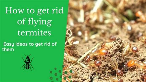 How To Get Rid Of Flying Termites