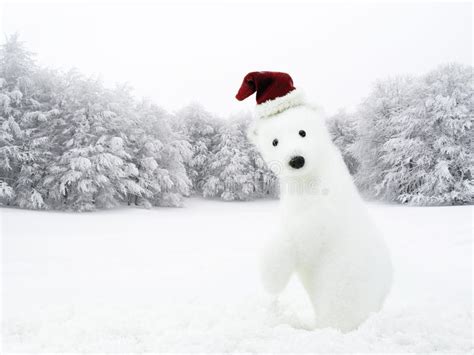 Christmas Time White Bear Snowy Field Stock Photos Free And Royalty
