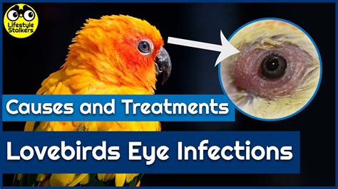 Lovebirds Eye Infections Causes And Treatment Youtube