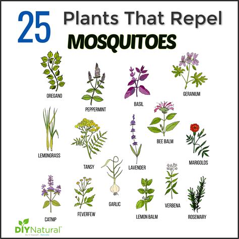 Mosquito Repellent Plants: 25 Plants That Repel Mosquitoes Naturally!