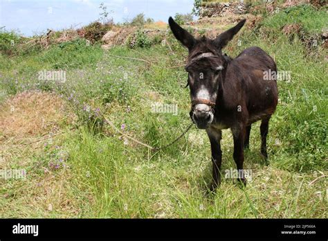 Hausesel Donkey Equus Asinus Asinus Stock Photo Alamy