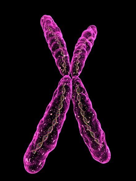 What are chromosomes made of? Xistential crisis: U-M genetics discovery shows there's ...