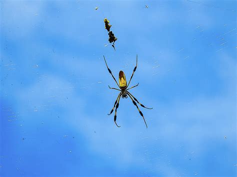 Banana Spider In Web Photograph By Suzanne Torres Pixels