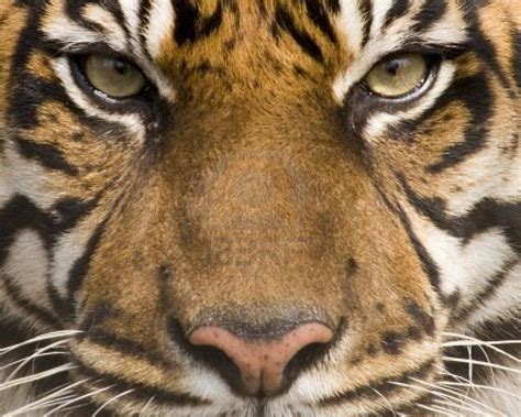 Tiger Face Wallpapers Group 74