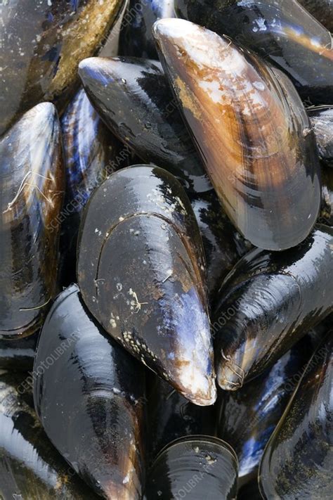 Fresh Mussels Stock Image H1104708 Science Photo Library