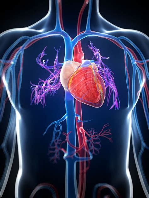 The Anatomy Cardiovascular System Vrogue Co