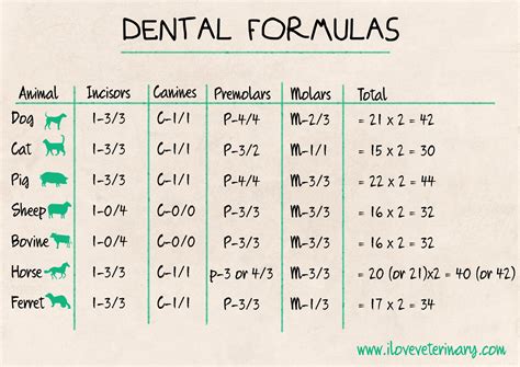 For a healthy dental benefit, feed treats daily in conjunction with your cat's regular diet. Dental Formulas in Animals | Registered Veterinarian ...