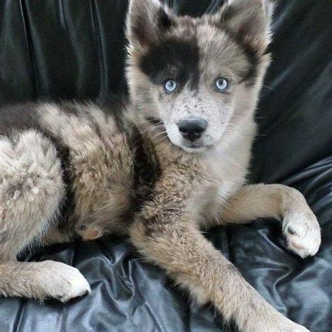 Not only is the australian shepherd husky mix a gorgeous designer dog breed, but he also harbors tons of intellect and a killer work ethic. Australian Shepherd Siberian Husky Mix Puppies For Sale ...