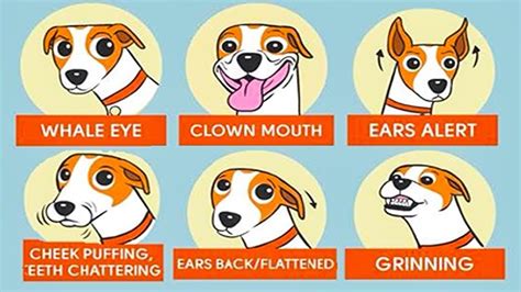 What Does It Mean If Dogs Have Their Ears Back