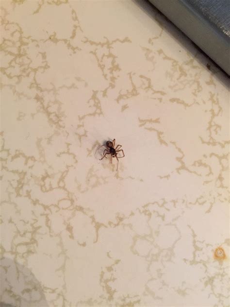 This Was Crawling On My Infant Daughter Could It Be A Baby Brown