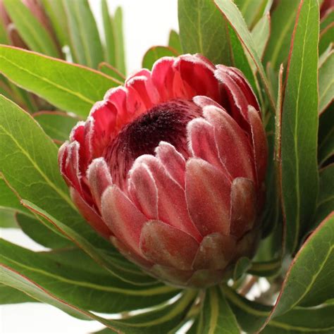 Protea Pink Ice 50cm South Africa
