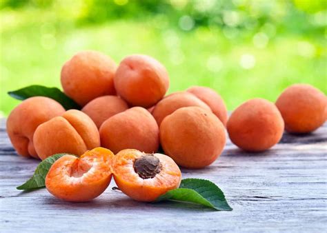 How To Grow Apricot From Seed 🍑 🌱 Discover The Joy Of Nurturing Stone