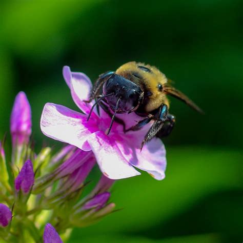 Atlanta Botanical Garden Birds Bees And Pollinators
