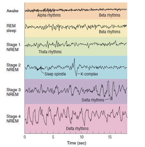 Electroencephalogram Eeg Techniques Measuring Sleep Activity And Sleep Stages Diagram Quizlet