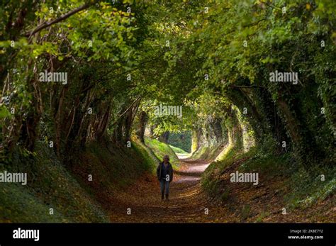 The Famous Archway Of Trees On The Old Roman Road At Halnaker In Autumn