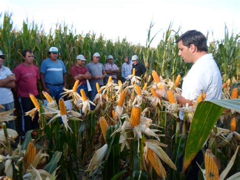 Unidad léxica estable formada de dos o más palabras que (especialista agropecuario). Ingeniero Agrónomo: Qué es, funciones, perfil y más