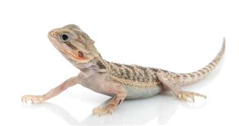 20 Types Of Bearded Dragons Species Morphs And Color List