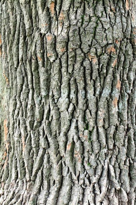 The Bark Of An Old Tree With Brown Spots