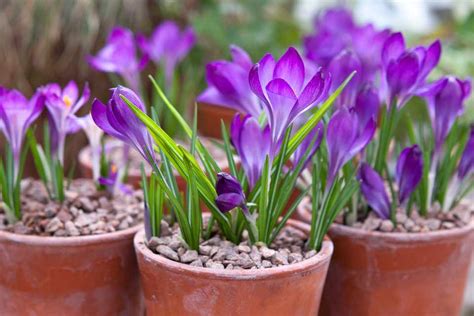 10 Of The Best Bulbs For Pots