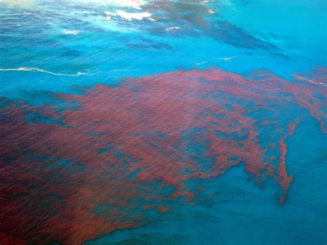 What Is Red Tide And Is It Getting Worse Discover Magazine