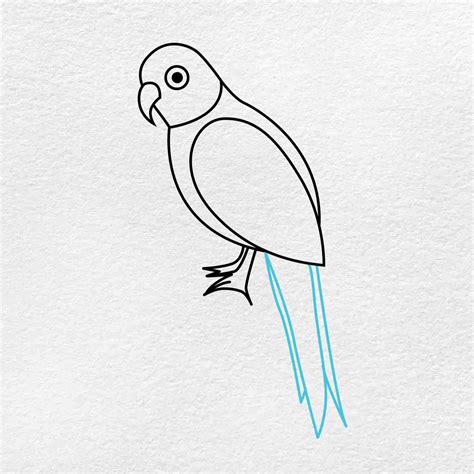 How To Draw A Parrot Helloartsy Unianimal