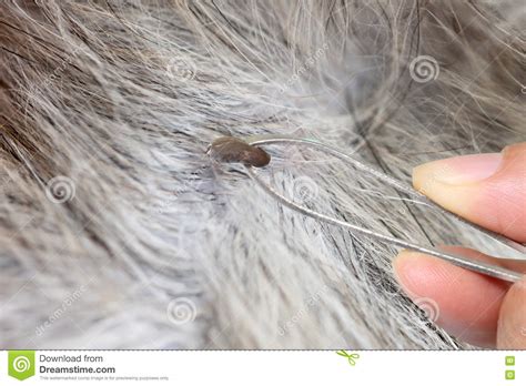 Big Ticks Of A Dog In Cleaning Stock Photo Image Of Dachshund Blow