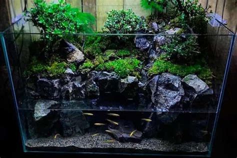 Difference Between Aquarium Terrarium Riparium And Paludarium