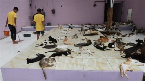 Intip Kondisi 1.300 Kucing Jalanan di Rumah Singgah Clow  foto Tempo.co
