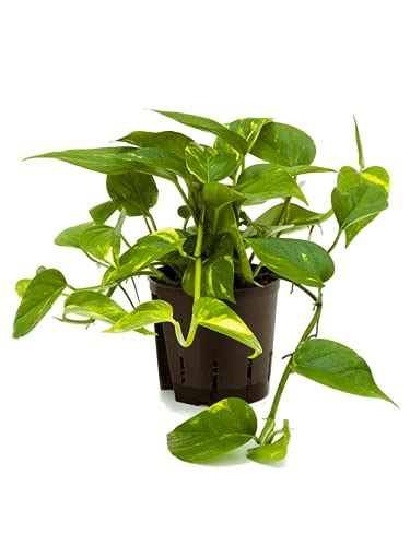Buy Golden Pothos Scindapsus Epipremnum Aureum Devils Ivy Indoor In 12cm Pot Online At