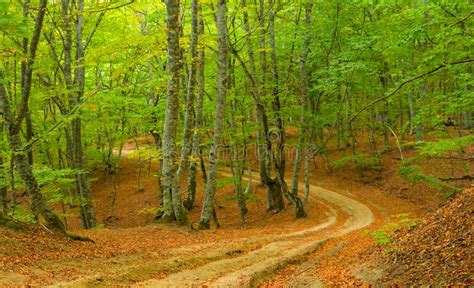 Road Through The Autumn Forest Stock Image Image Of Outdoor Road