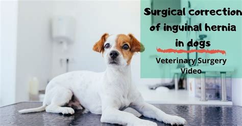 Surgical Correction Of Inguinal Hernia In Dogs I Love Veterinary