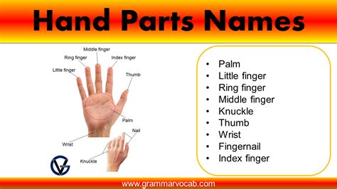 Human Hand Parts Name Grammarvocab