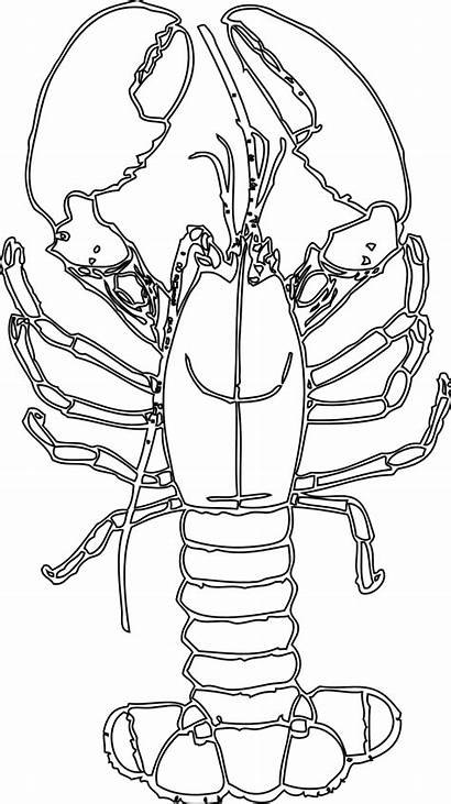 Lobster Coloring Clipart Printable Maine Transparent Lobsters