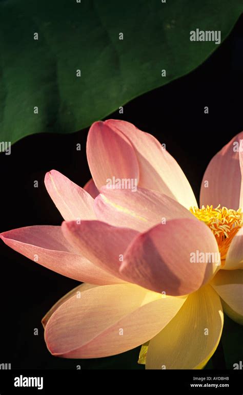 Lotus Flower Nelumbo Nucifera Stock Photo Alamy