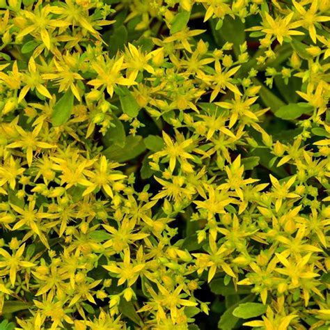 Yellow Stonecrop Sedum Sedum Hybridum 25 Seeds Perennial Etsy
