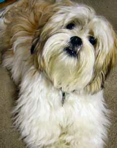 good dogs breed   month lhasa apso