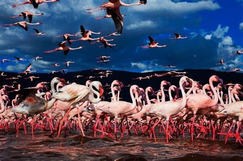 Thousands Of Pink Flamingos At Lake Nakuru Kenya Amusing Planet