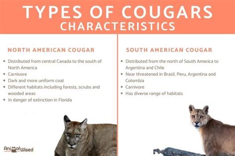 All Types Of Cougars Cougar Species And Subspecies With Photos