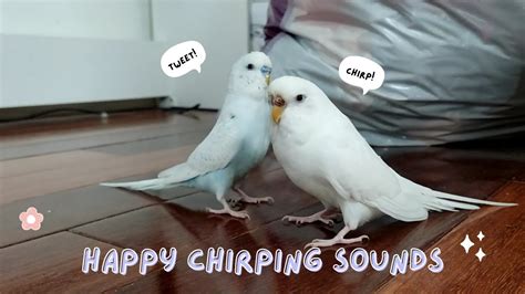 Budgies Singing And Playing Together Happy Budgie Chirping Sounds