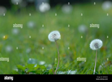 Dandelions Stock Photo Alamy