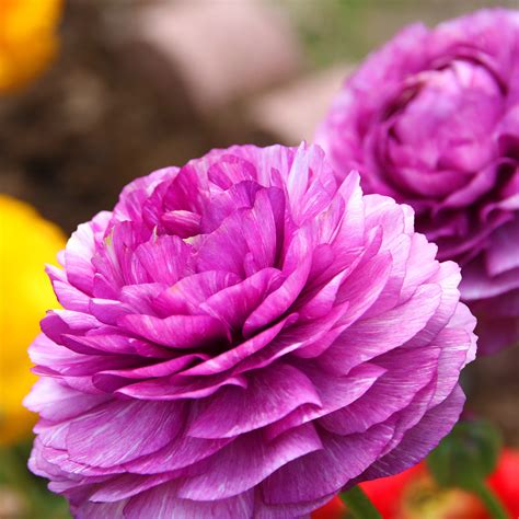 Tecolote Ranunculus Purple Easy To Grow Bulbs